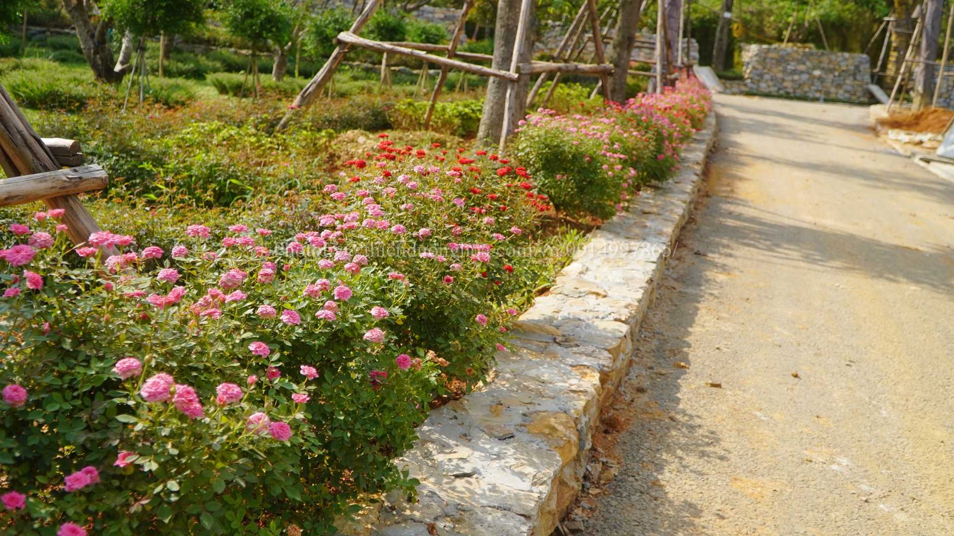 hoa-hong-ty-muoi